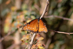 Danaus gilippus thersippus