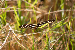 Heliconius charithonia vazquezae