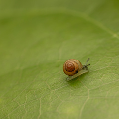 Trochomorphoidea