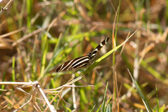 Heliconius charithonia vazquezae