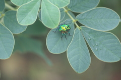 Chrysocoris