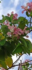 Bauhinia monandra