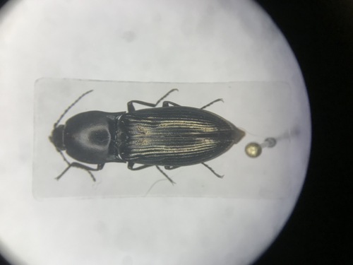 Selatosomus appropinquans