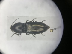 Selatosomus appropinquans