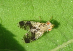 Tephritis formosa
