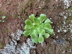 Aeonium canariense