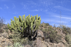 Myrtillocactus cochal