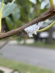 Prociphilus tessellatus