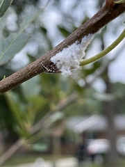 Prociphilus tessellatus