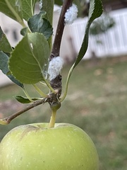 Prociphilus tessellatus