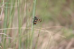 Hycleus biundulatus