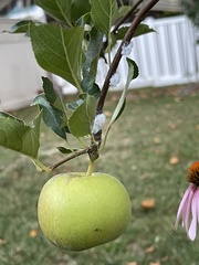 Prociphilus tessellatus