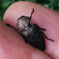 Capnodis tenebricosa