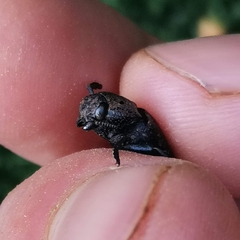 Capnodis tenebricosa