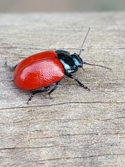 Chrysomela populi