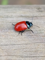 Chrysomela populi