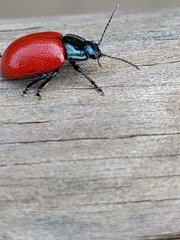 Chrysomela populi
