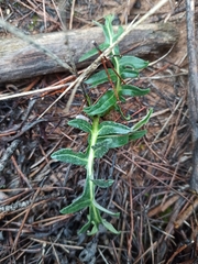 Leuzea conifera