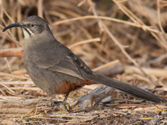 Toxostoma crissale