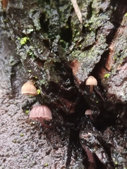 Mycena meliigena