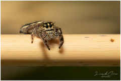 Dendryphantes mordax
