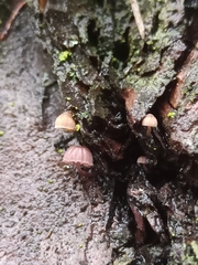Mycena meliigena