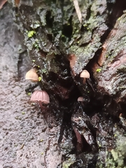 Mycena meliigena