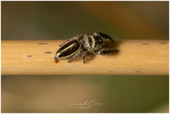 Dendryphantes mordax