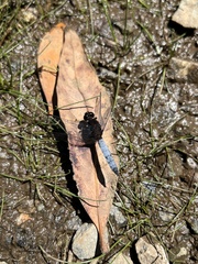 Erythrodiplax connata