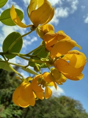 Senna atomaria
