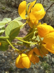 Senna atomaria