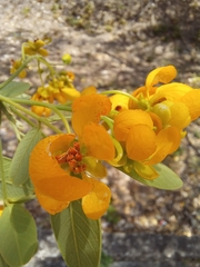 Senna atomaria