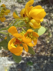 Senna atomaria