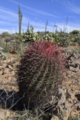 Ferocactus gracilis