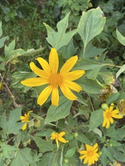 Tithonia