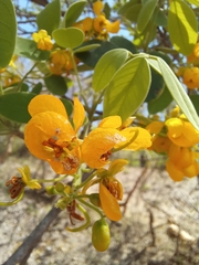 Senna atomaria