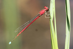 Oxyagrion terminale