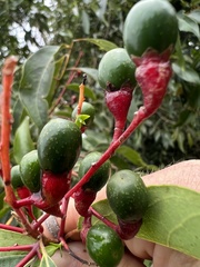 Aiouea montana