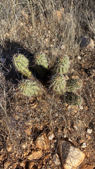 Echinocereus engelmannii fasciculatus