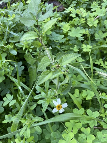 Bidens aurea image