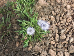 Globularia