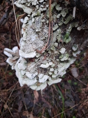 Trichaptum fuscoviolaceum