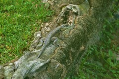 Tropidurus