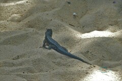 Tropidurus