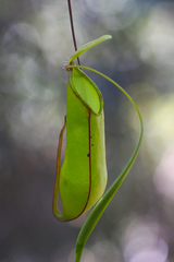 Nepenthes tentaculata