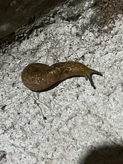 Limacus