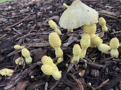 Leucocoprinus birnbaumii