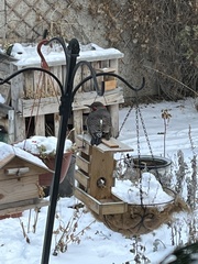 Colaptes auratus luteus × cafer