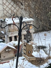 Colaptes auratus luteus × cafer