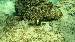 Serranus papilionaceus